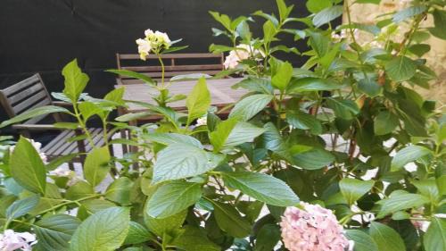 Le Cure Apartment | Casa Deva