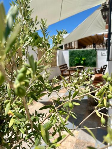 Aldea Quintana House | Casita del Olivo