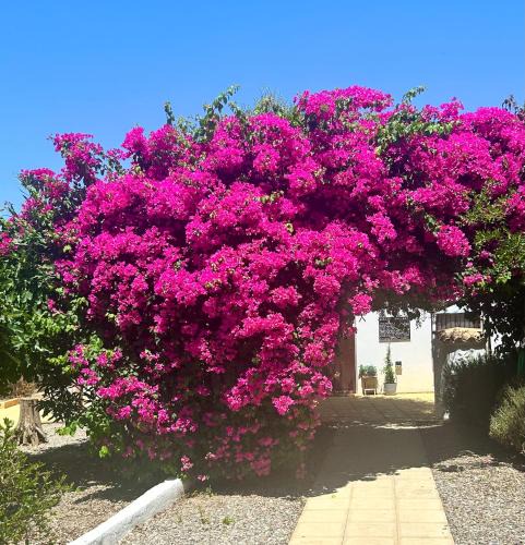 Cantoria House | Lavender Lodge Almeria