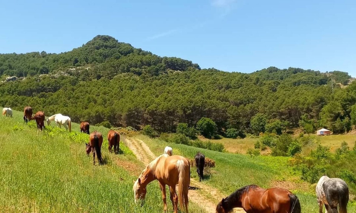 El Burgo House | Rural Hostel in National Park, Malaga, horseback riding routes