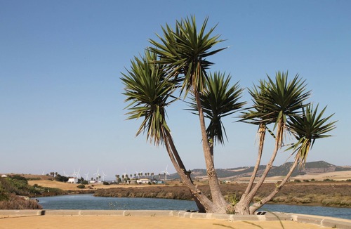 Conil de la Frontera City Center Apartment | Apartment Cervantes in Conil centre
