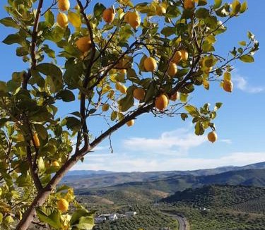 Olvera House | Mirador del Olivar