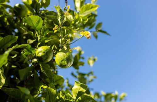 Canillas de Aceituno Bed & Breakfast | Olive & Ivy Guest House