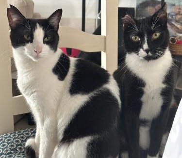 Explanada de la Estacion House | Peaceful Little Bedroom - Shared home with 3 cats