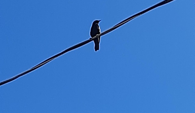 Cantar do Pássaro 🐦 in Planalto do Bosque Jaboticabal