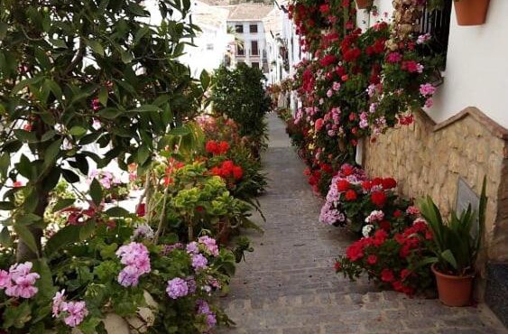 Casa de las Flores - a picture perfect location!
