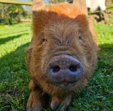 Les gites de koatephani et ses animaux in Gouézec