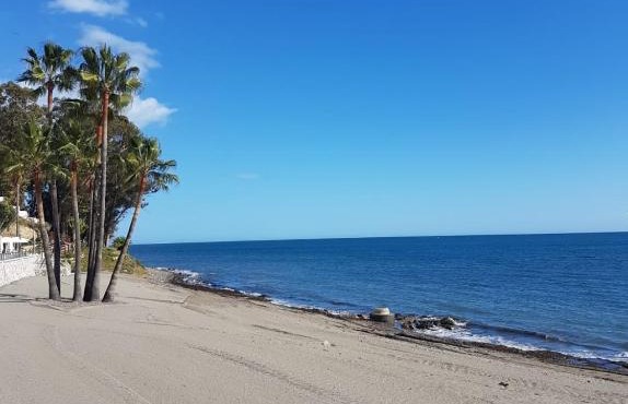 Orchid of Estepona
