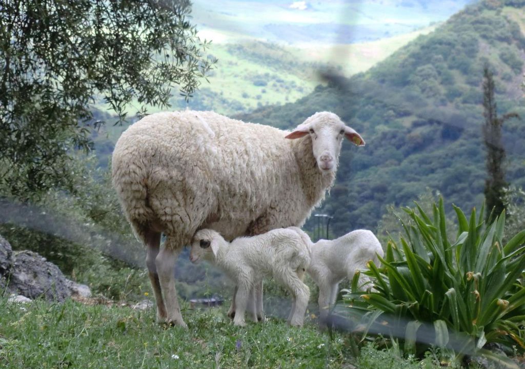 Photo of Others in Grazalema