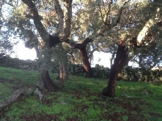 Photo of Others in Pedroso de Acim