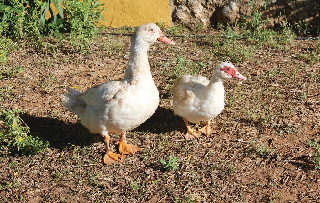 Photo of Others in Hornachuelos