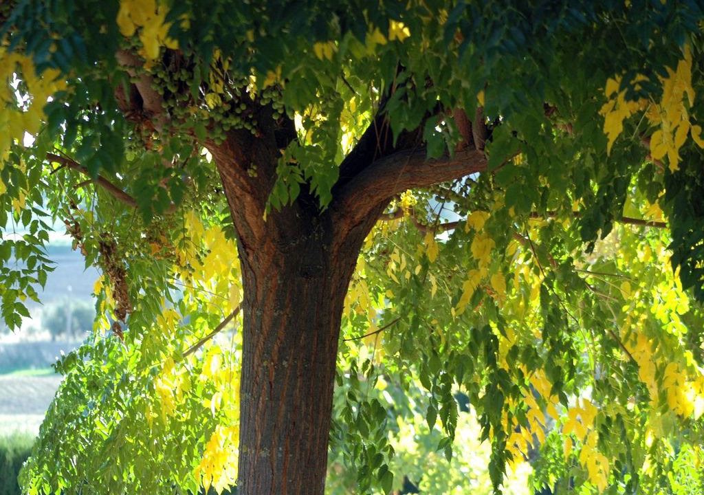Photo of Outdoor in Santaella