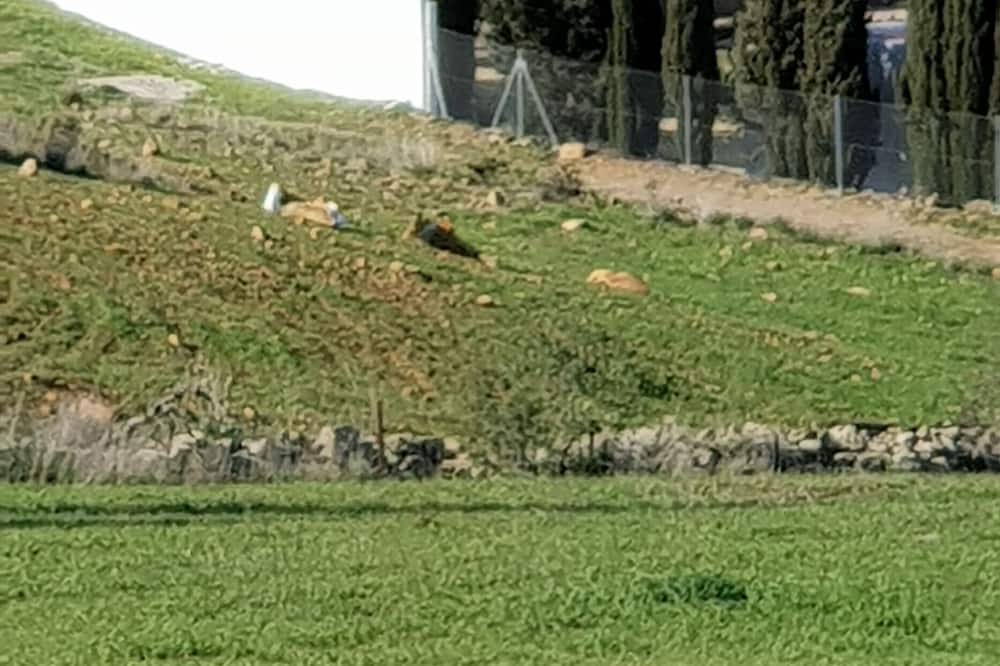 Photo of Others in Ardales