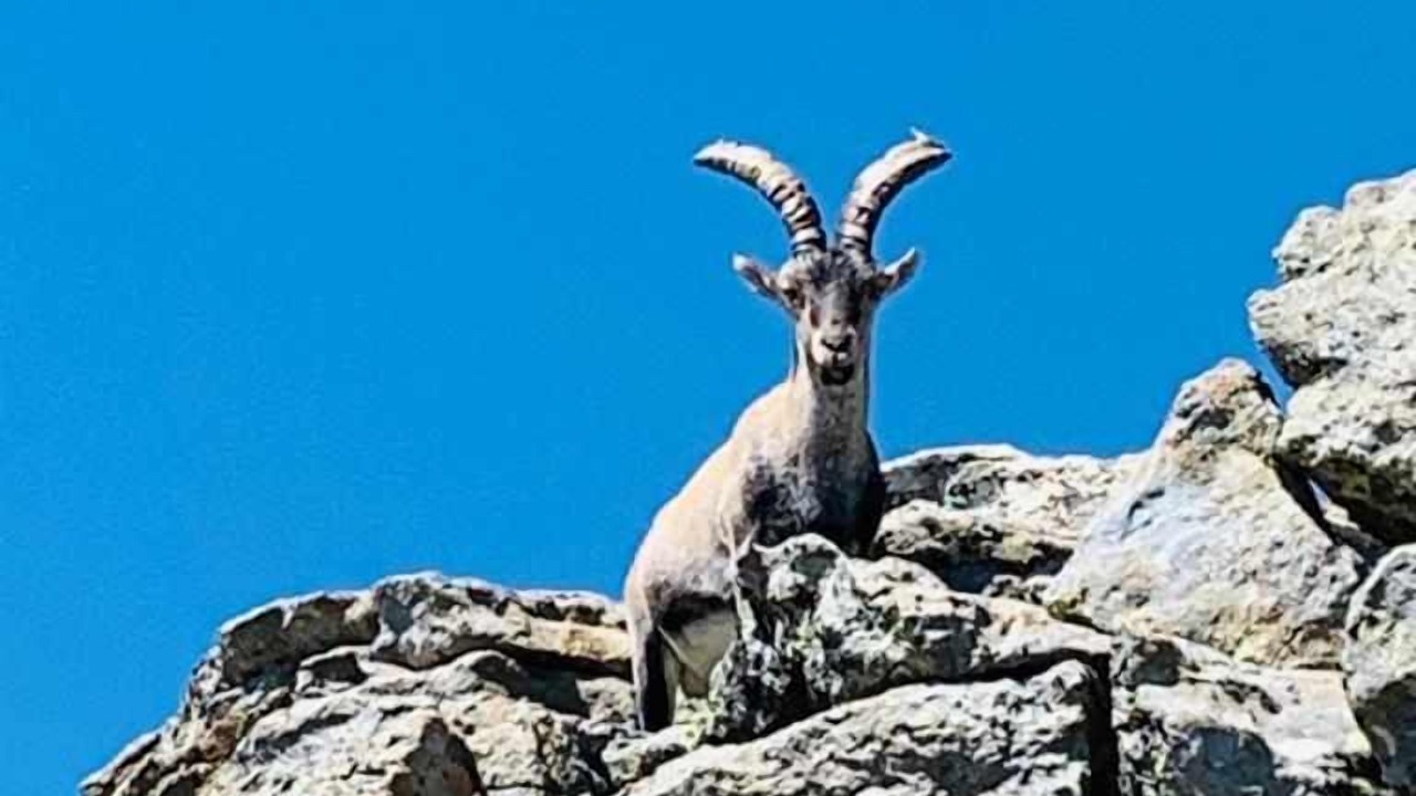 Photo of Others in Navarredonda de Gredos