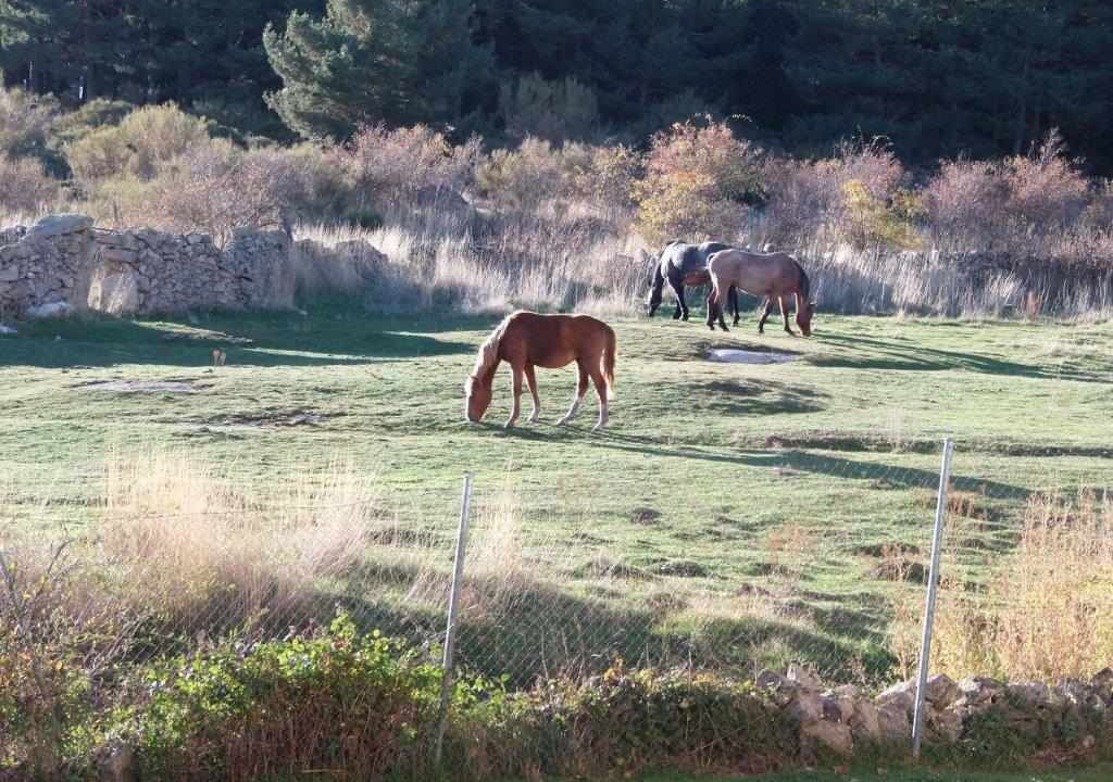 Photo of Outdoor in Navarredonda de Gredos