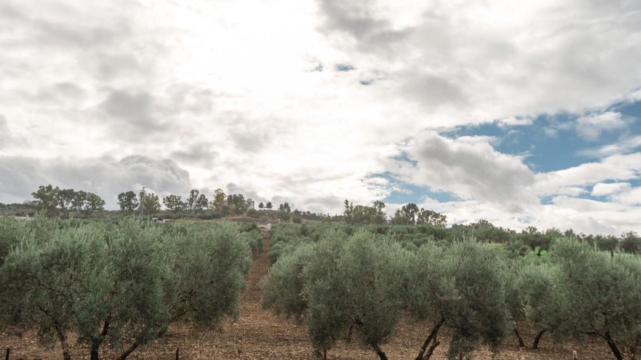 Photo of Others in Olvera