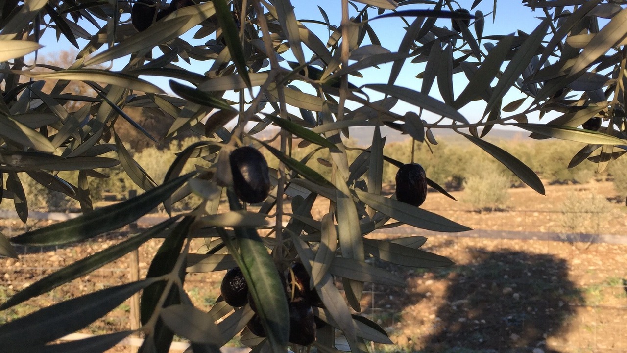 Photo of Outdoor in Villanueva del Trabuco