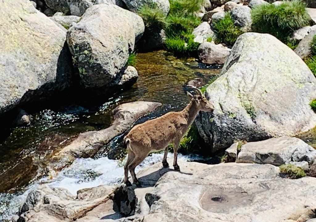 Photo of Outdoor in Navarredonda de Gredos