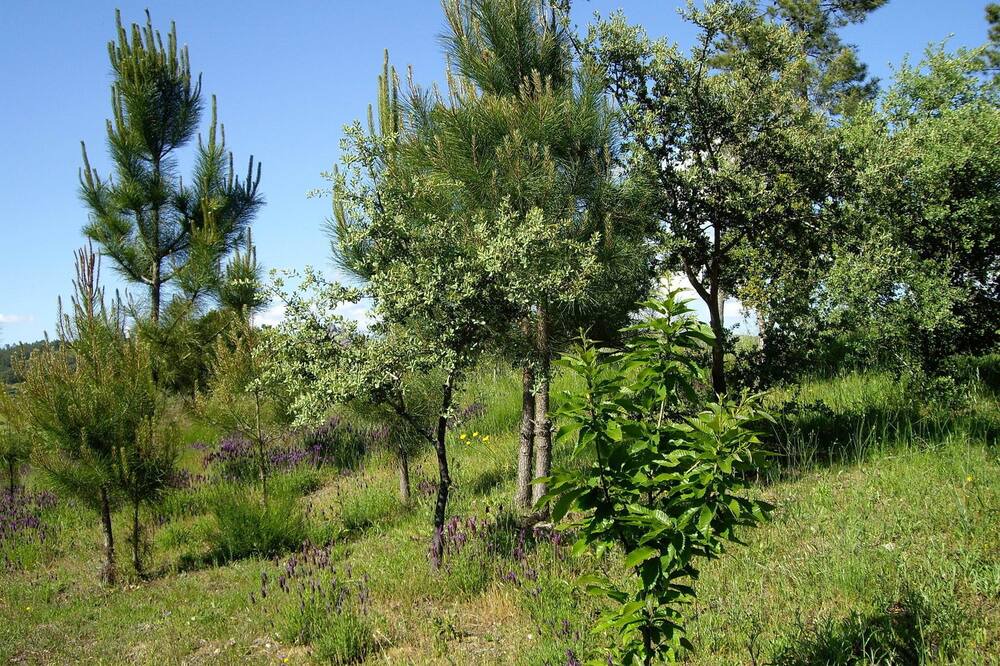 Photo of Outdoor in La Acena de la Borrega