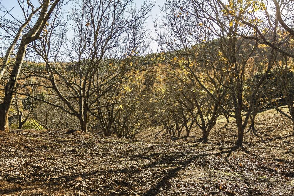 Photo of Outdoor in Jabugo