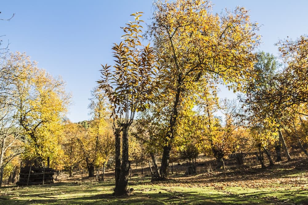 Photo of Outdoor in Jabugo