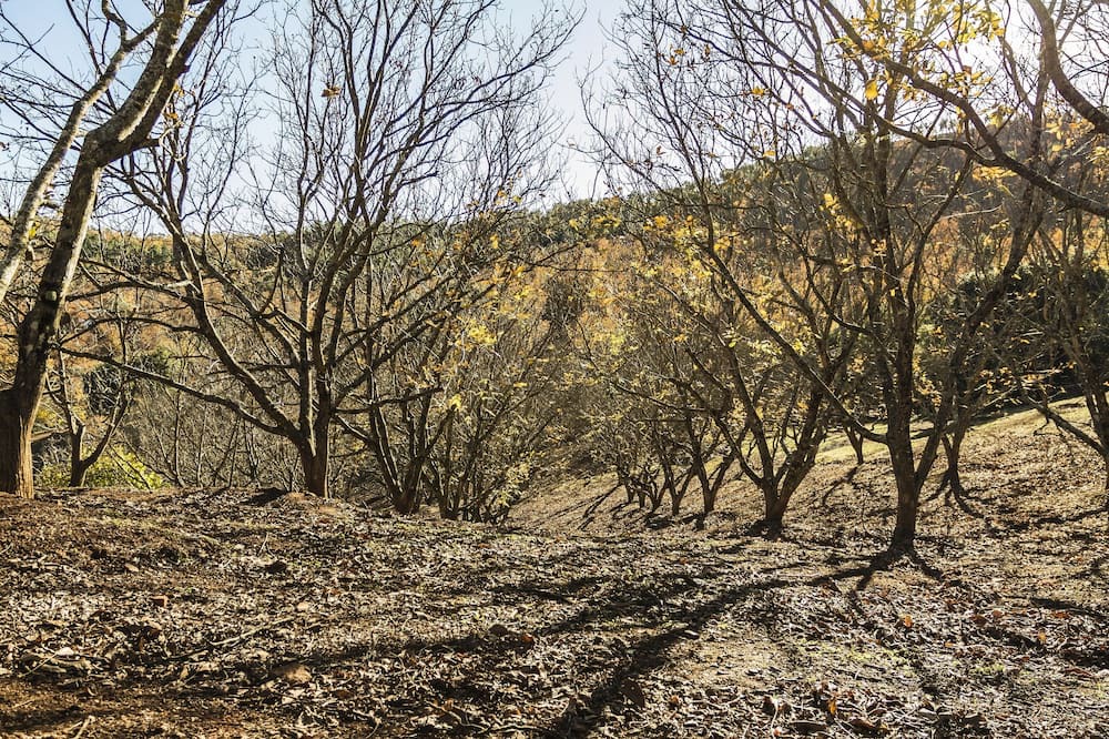 Photo of Outdoor in Jabugo
