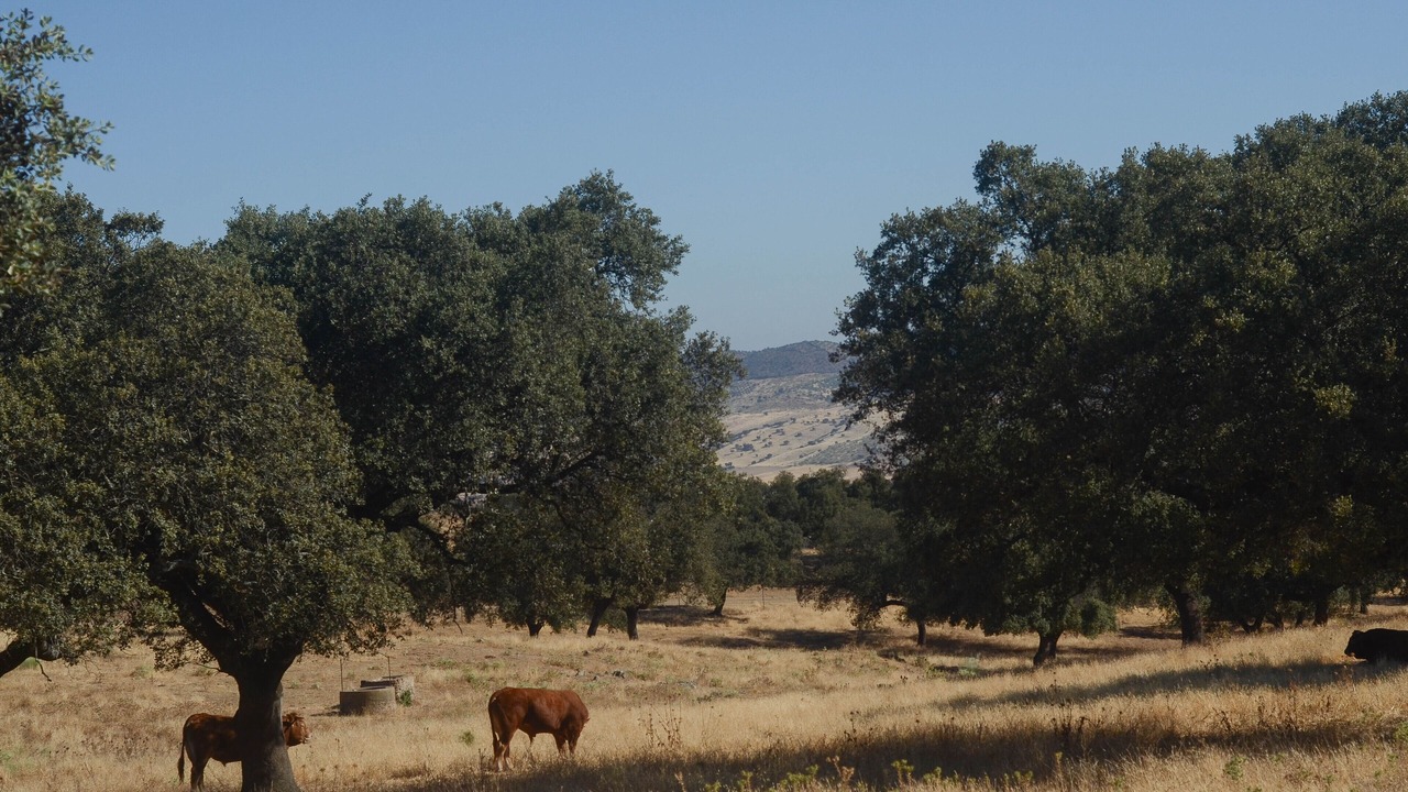 Photo of Outdoor in Monesterio