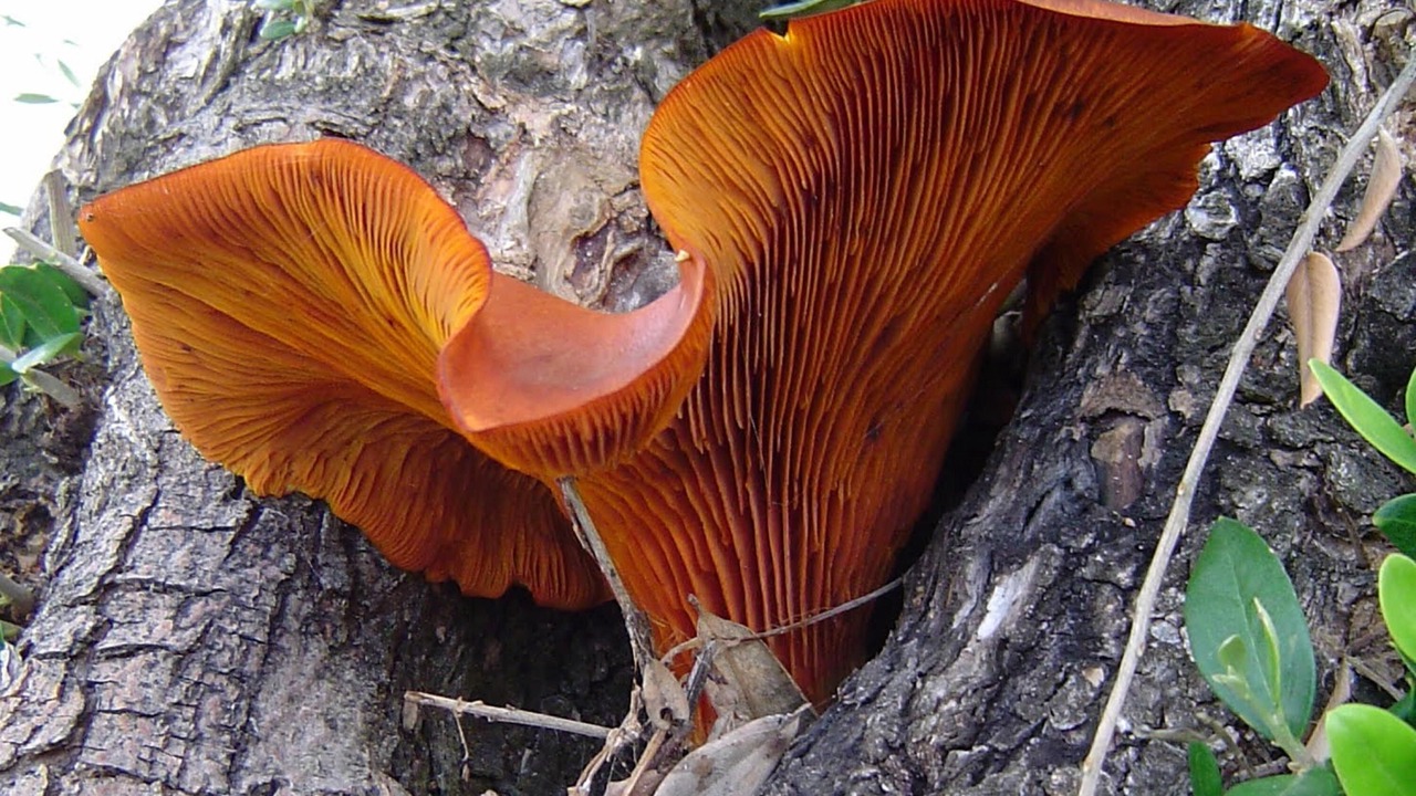 Photo of Outdoor in Zagrilla