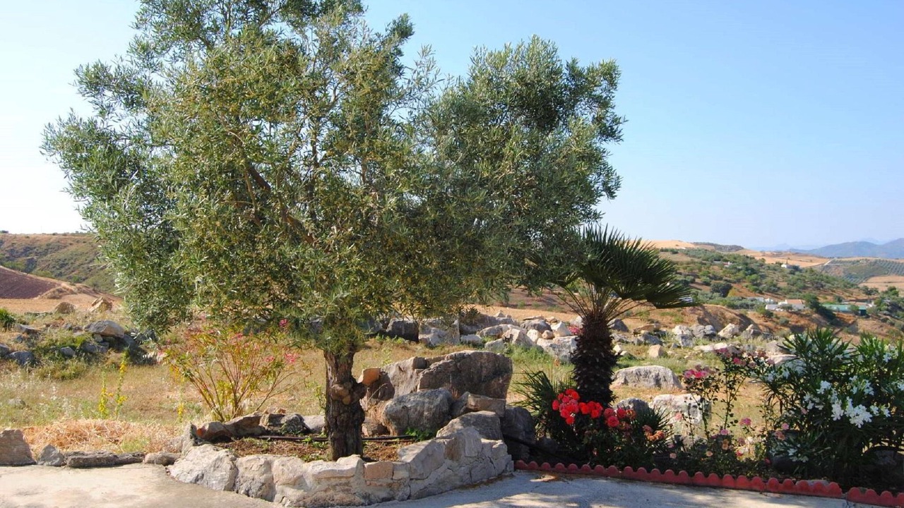 Photo of Others in Antequera