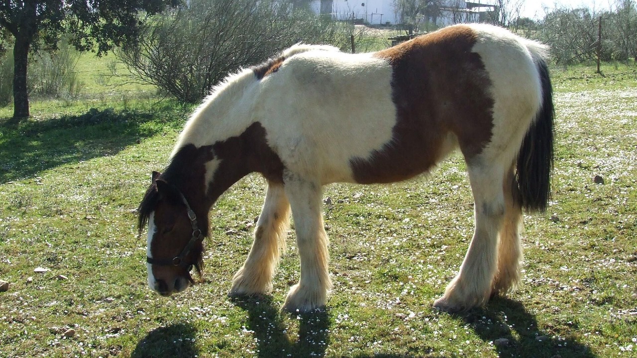 Photo of Others in Alcuescar