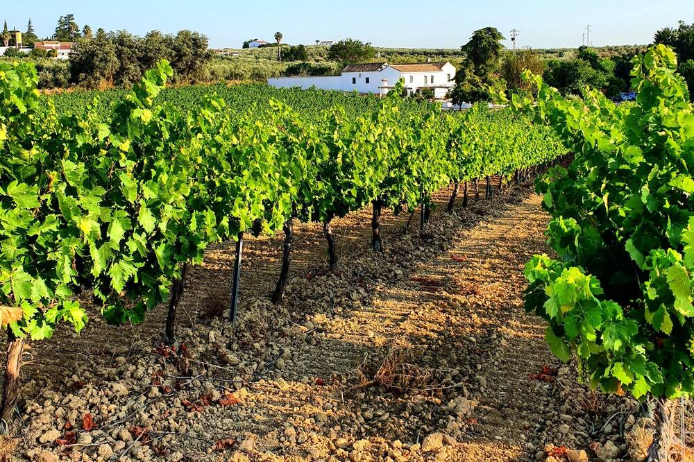Photo of Outdoor in Montilla