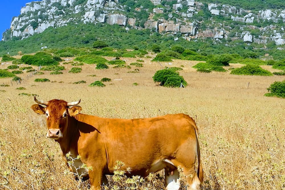 Photo of Others in Bolonia