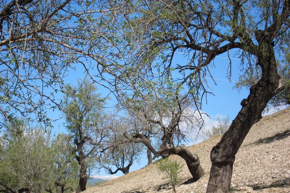 Photo of Outdoor in Ugijar