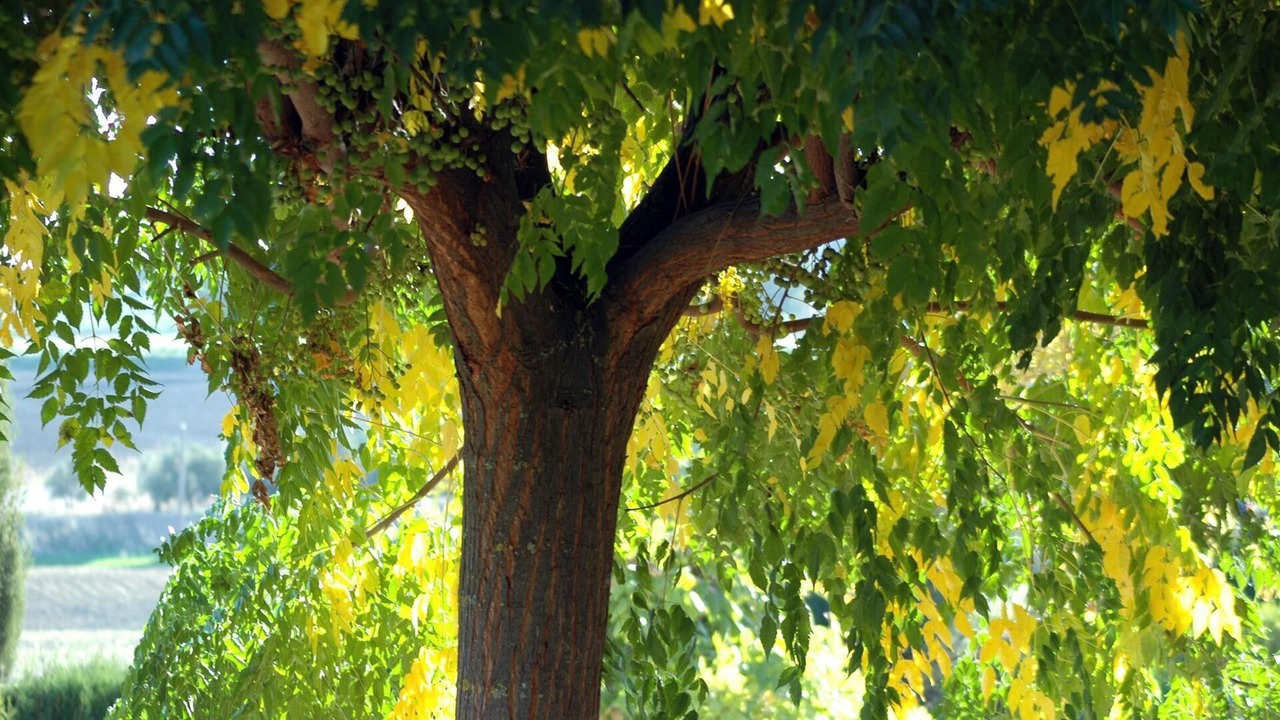 Photo of Outdoor in Santaella
