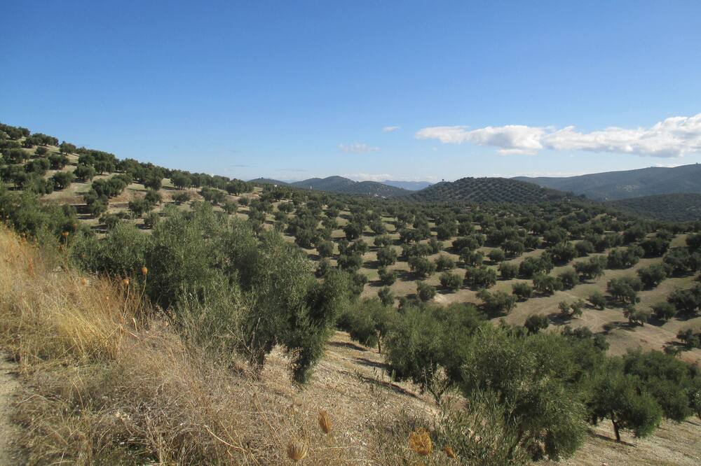 Photo of Others in Villanueva de Algaidas