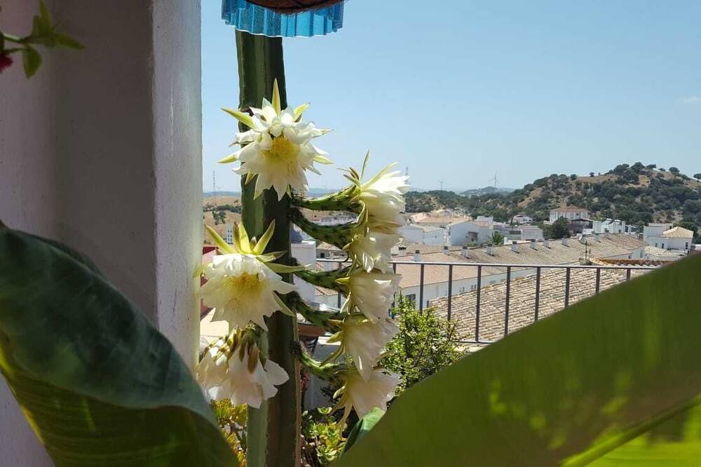 Photo of Others in Alcala de los Gazules