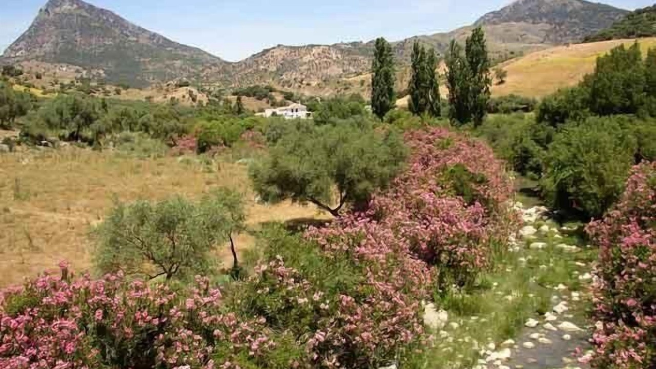 Photo of Others in Grazalema