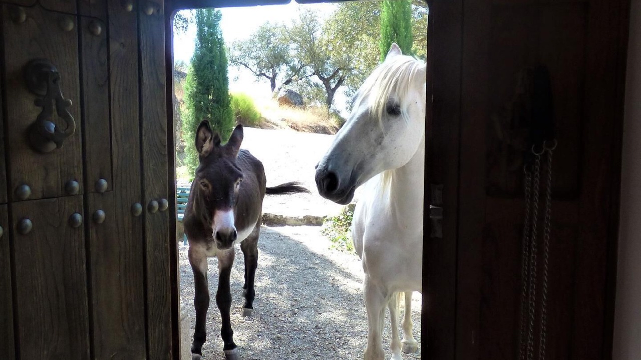 Photo of Others in Montanchez