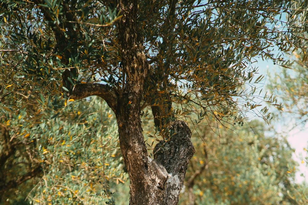 Photo of Outdoor in Fuenteheridos