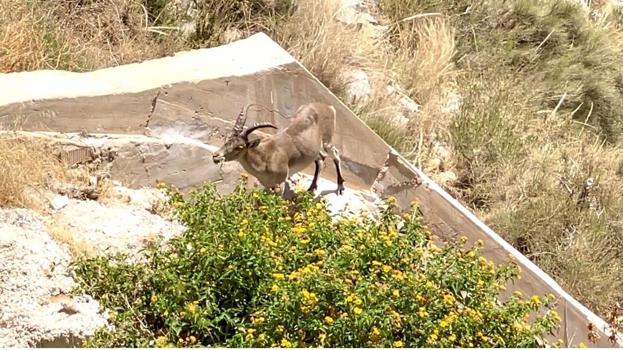 Photo of Others in Frigiliana