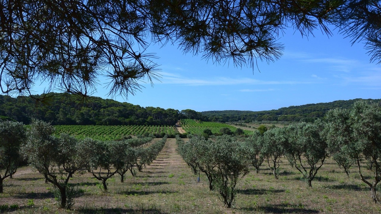 Photo of Outdoor in Santaella