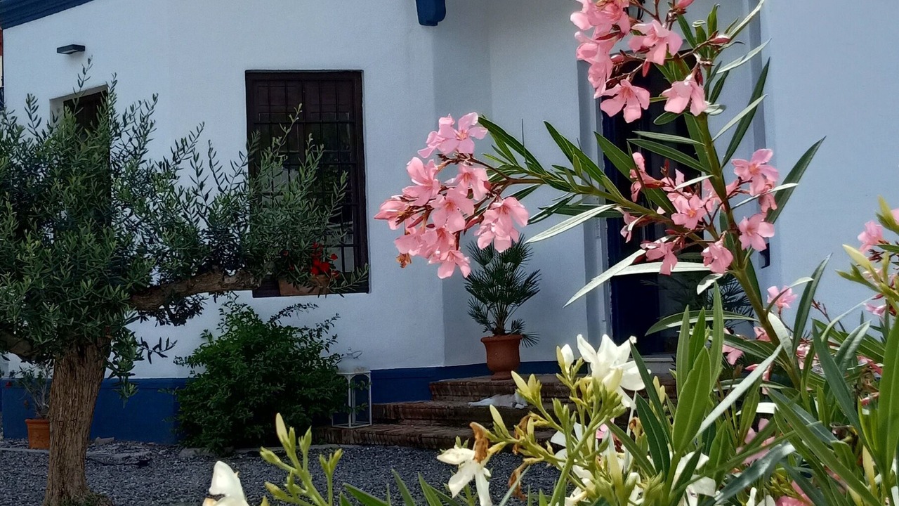 Photo of Outdoor in Alora