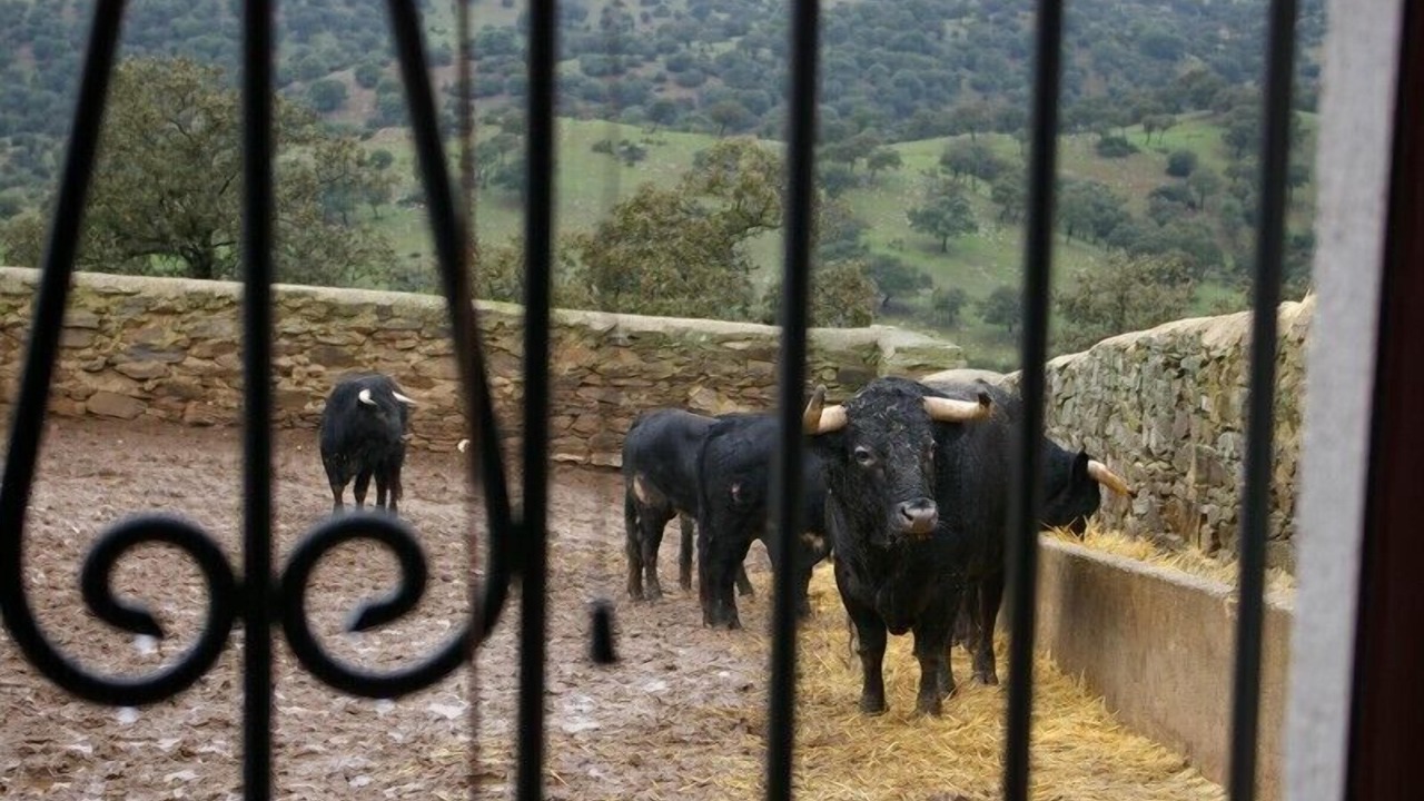 Photo of Others in Vilches