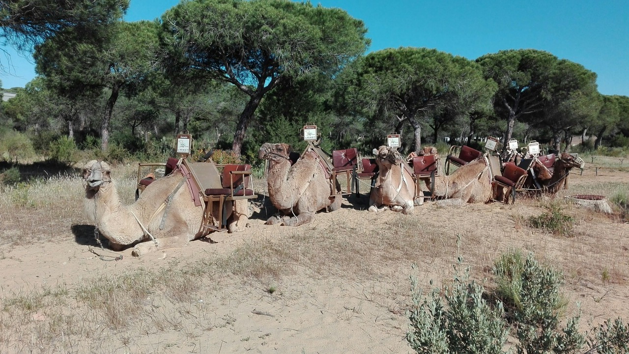 Photo of Others in Sector D - Dunas