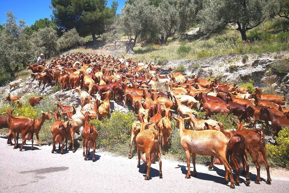 Photo of Others in Competa