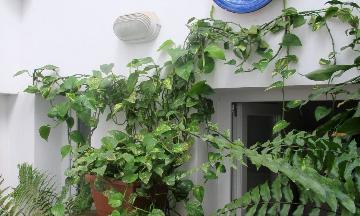 Photo of Patio Balcony in Triana