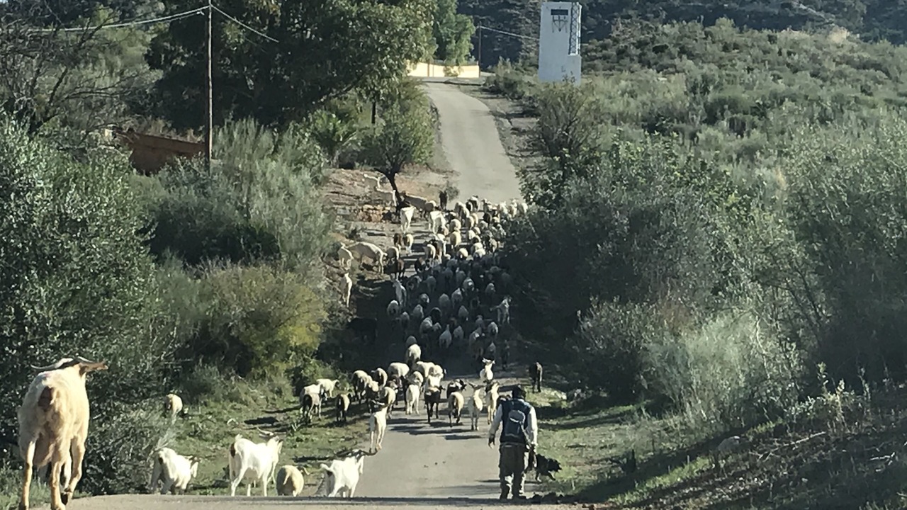 Photo of Others in El Cortijo Grande