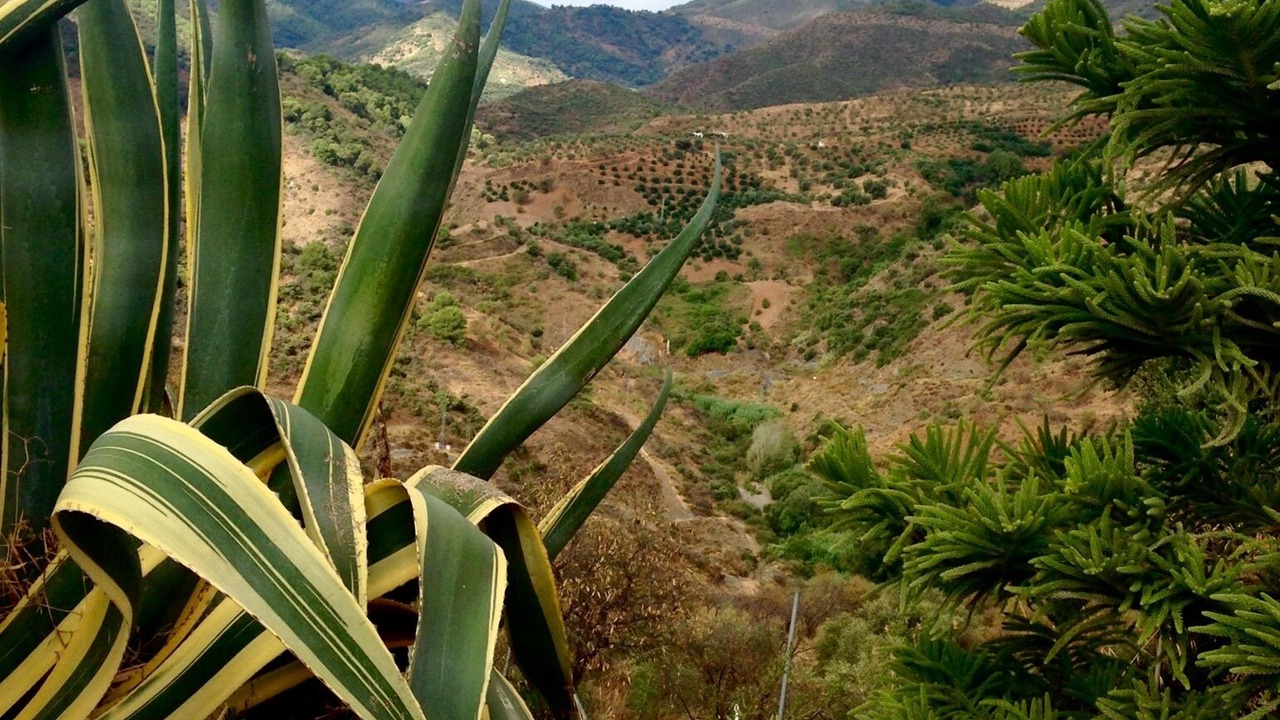 Photo of Outdoor in Monda
