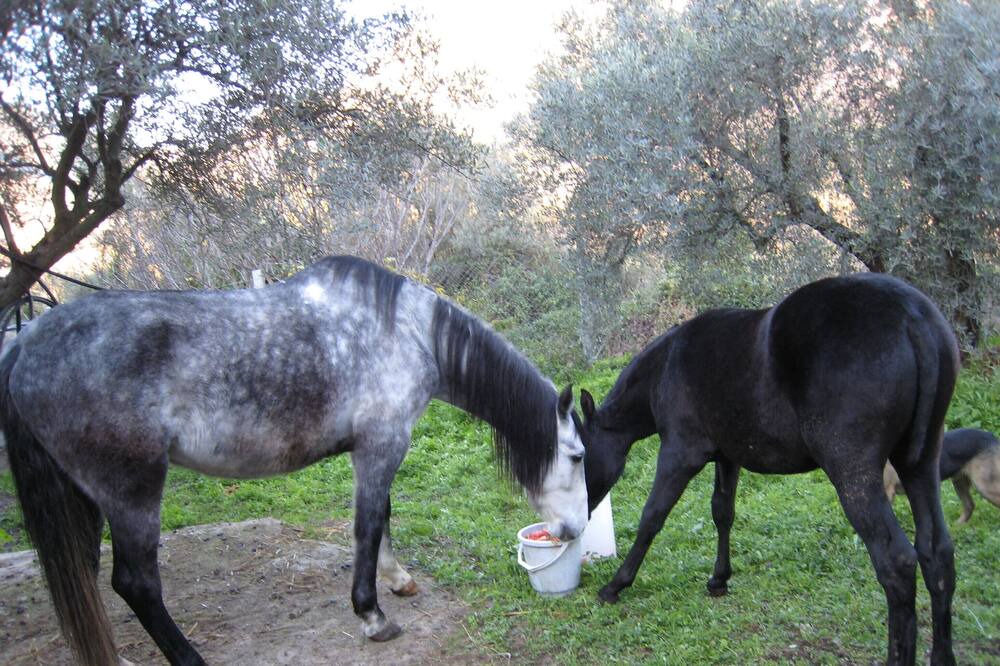 Photo of Outdoor in Torviscon