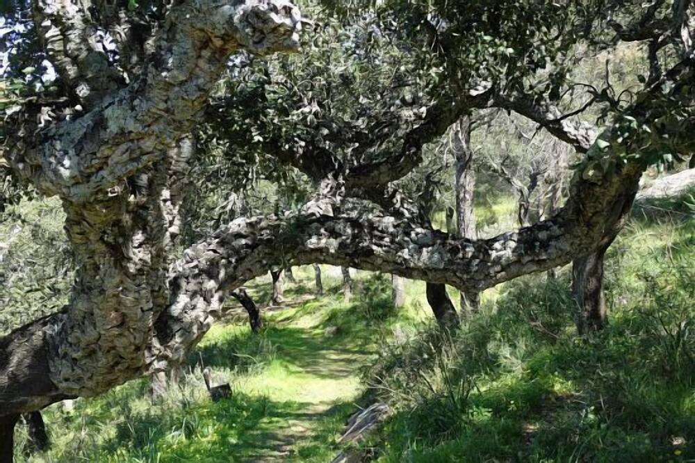 Photo of Outdoor in Alcala de los Gazules